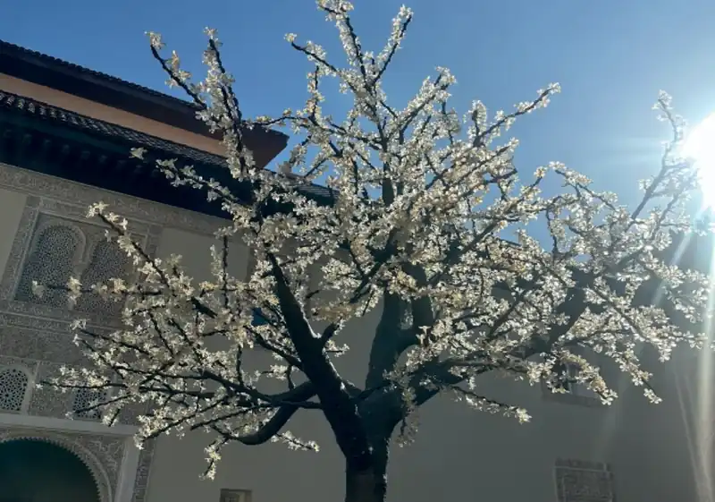 Arbre lumineux en situation pour un événement à Marrakech